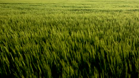 lush green wheat field swaying in the ggentle wind in zlotoryja, poland. rural landscape.  - static shot
