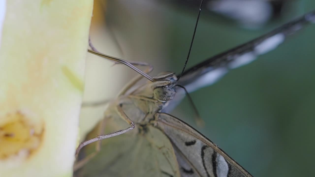 Close-up of a Butterfly Resting on a Plant
