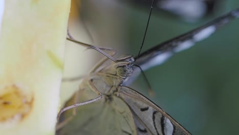 close-up of a butterfly resting on a plant