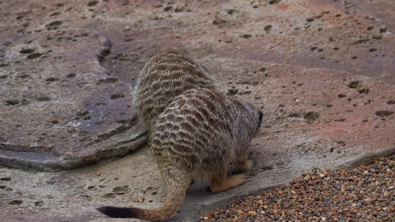 Two meerkats (suricata suricatta) actively foraging, close up shot
