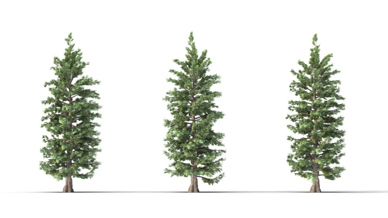 매트 알파와 함께  바탕에 있는 나무