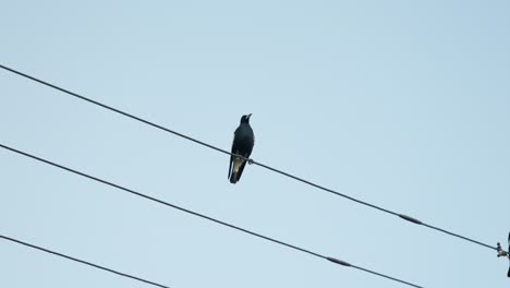 a solitary magpie sits on a power line, glancing around as the sky glows softly with the colors of sunset in canberra.
