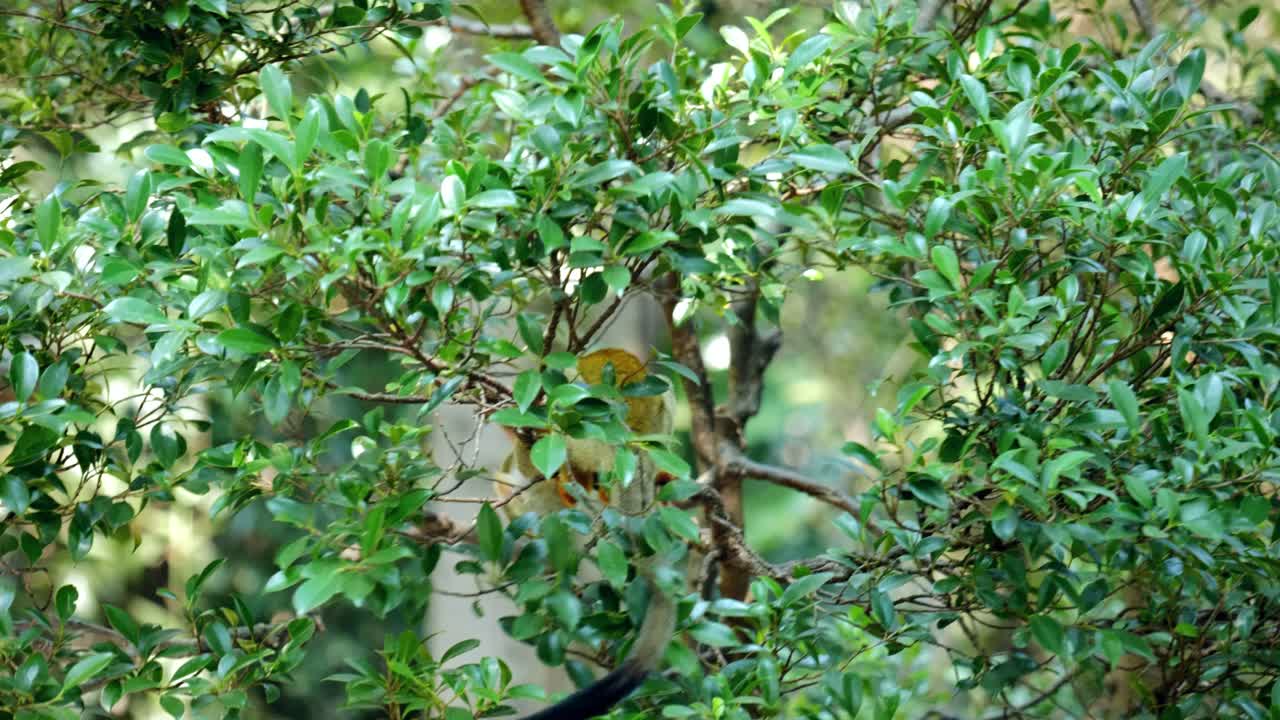 Close-Up of Squirrel Monkeys in a Tropical Rainforest Jungle