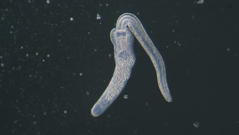 trematode parasitic worm is escaping leaving parent body microscopical dark field view