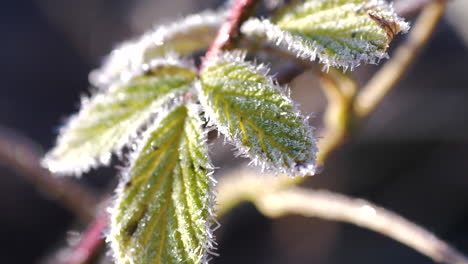 Langsame-Umlaufbahn,-Nahaufnahme-Um-Grüne-Blätter-Mit-Kleinen-Eiskristallen-Aus-Winterfrost