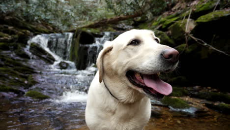 saludable, sonriente, blanco, labrador, perro perdiguero, sonríe, con, cascada, fluir, en, cámara lenta, en, plano de fondo