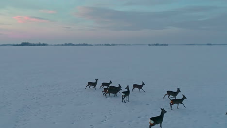 Eine-Herde-Rehe-Auf-Einem-Schneebedeckten-Feld-Im-Winter,-Die-Vor-Einer-Drohne-Davonläuft