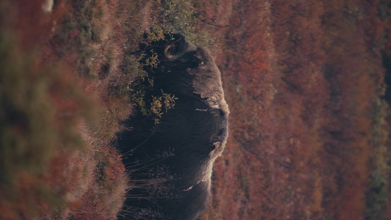 disparo vertical de toro de buey almizclero comiendo en el paisaje otoñal en dovre, noruega - primer plano