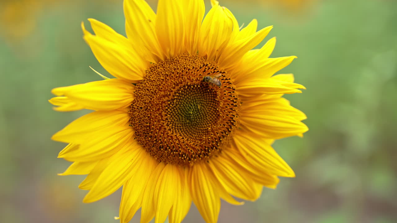 Busy bee moving slowly by the sunflower. Close up. Bee harvesting honey in the sunflower field. Blurred backdrop.