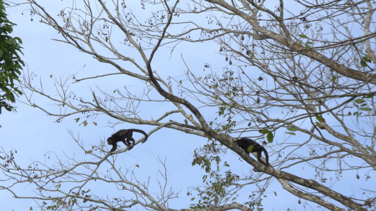Slow motion shot of a howler monkey jumping from branch to branch in Panama
