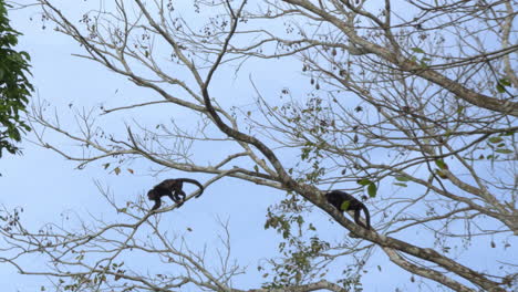 slow motion shot of a howler monkey jumping from branch to branch in panama