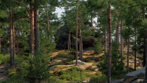 sunlit forest path