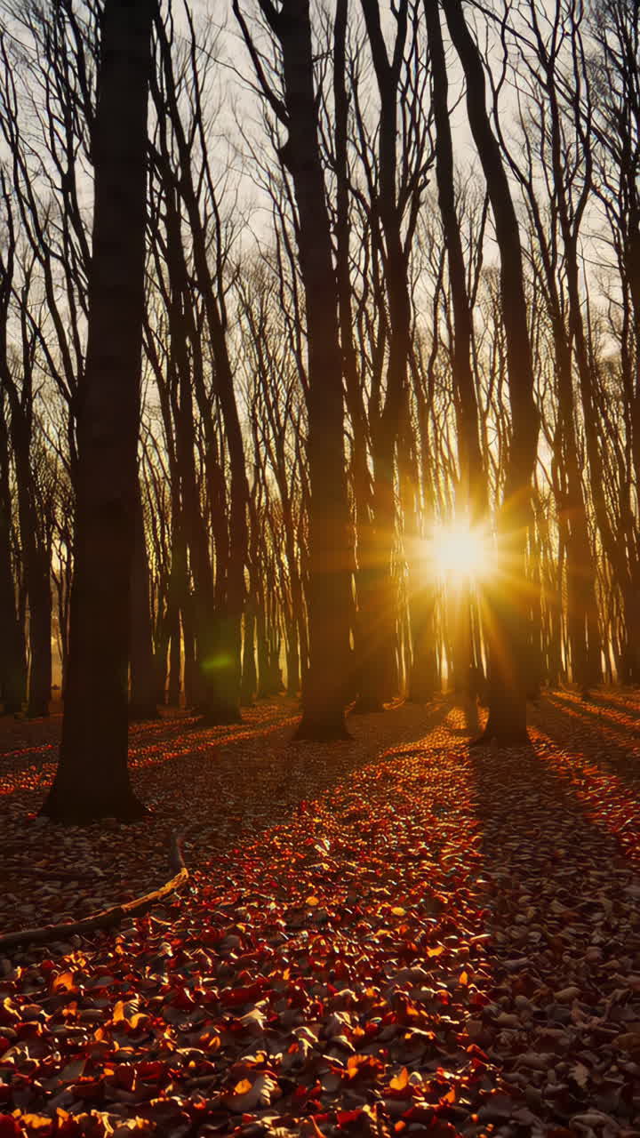 puesta de sol en el bosque