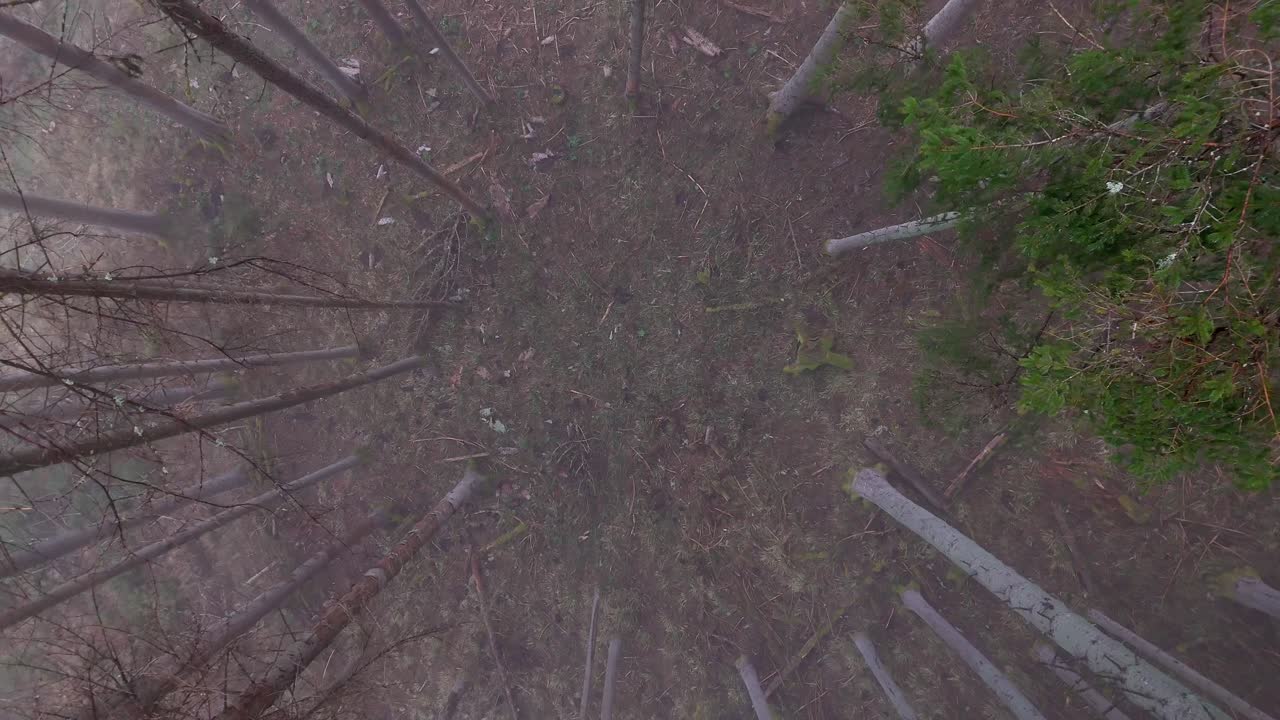 vista aérea entre árboles altos mágicos rodeados de niebla en un bosque de montaña