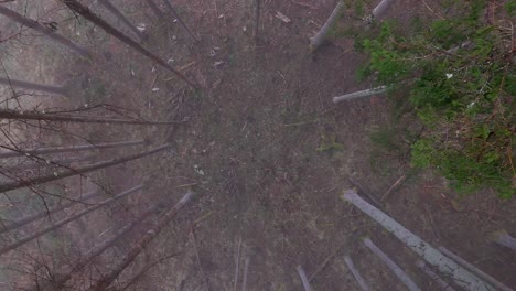 vista aérea entre árboles altos mágicos rodeados de niebla en un bosque de montaña