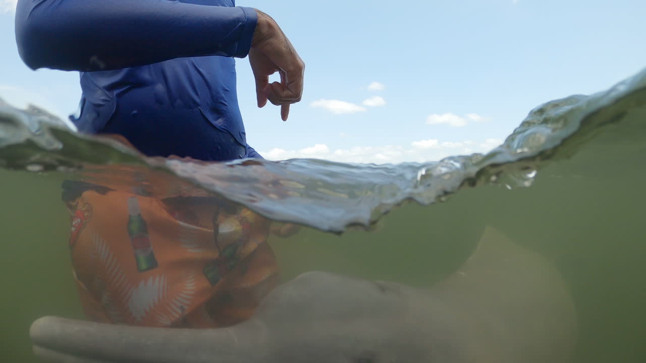 Rivierdolfijnen rond een jonge man, een kalf bijt in zijn voeten in een Amazonerivier, onder water.