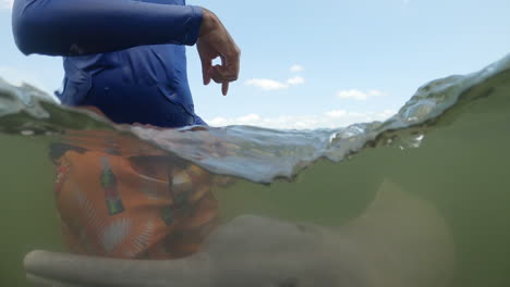 River-dolphins-around-a-young-man,-a-calf-bites-its-feet-at-an-amazonian-river,-underwater