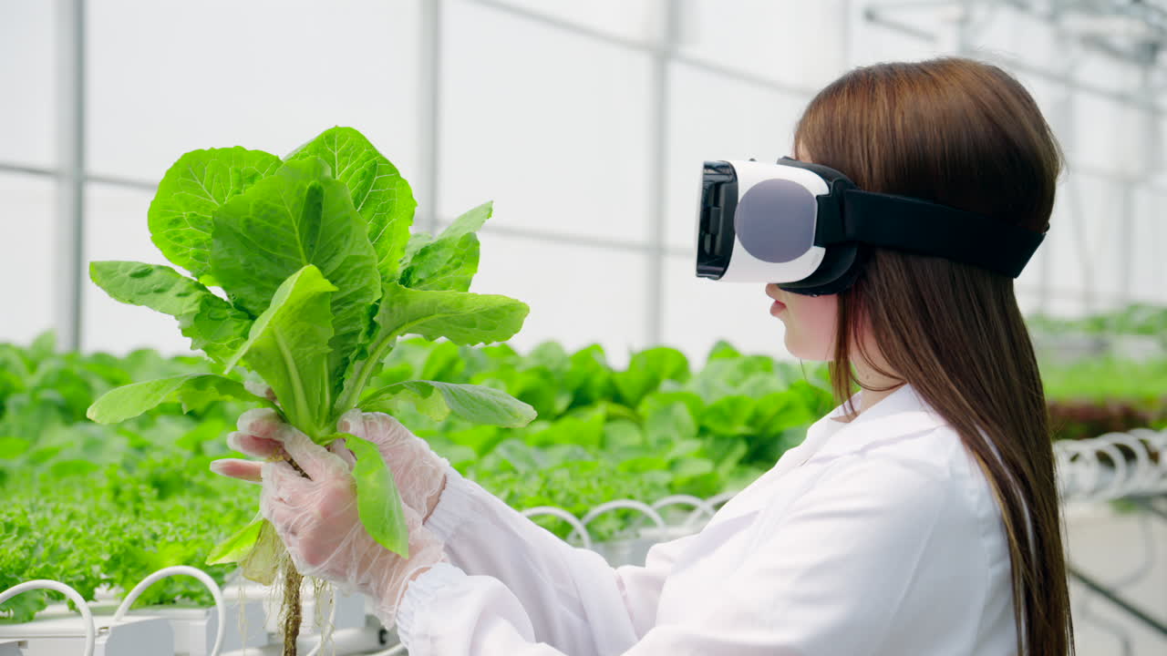 Laboratory technician in a white coat wearing a Virtual Reality headset, analysing lettuce grown with the Hydroponic method in a greenhouse