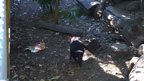 Marsupial-Carnívoro,-Un-Demonio-De-Tasmania-Paseando-Por-Su-Entorno-Con-Un-Trozo-De-Basura-En-El-Suelo,-Primer-Plano-De-Especies-De-Vida-Silvestre-Nativa-Australiana