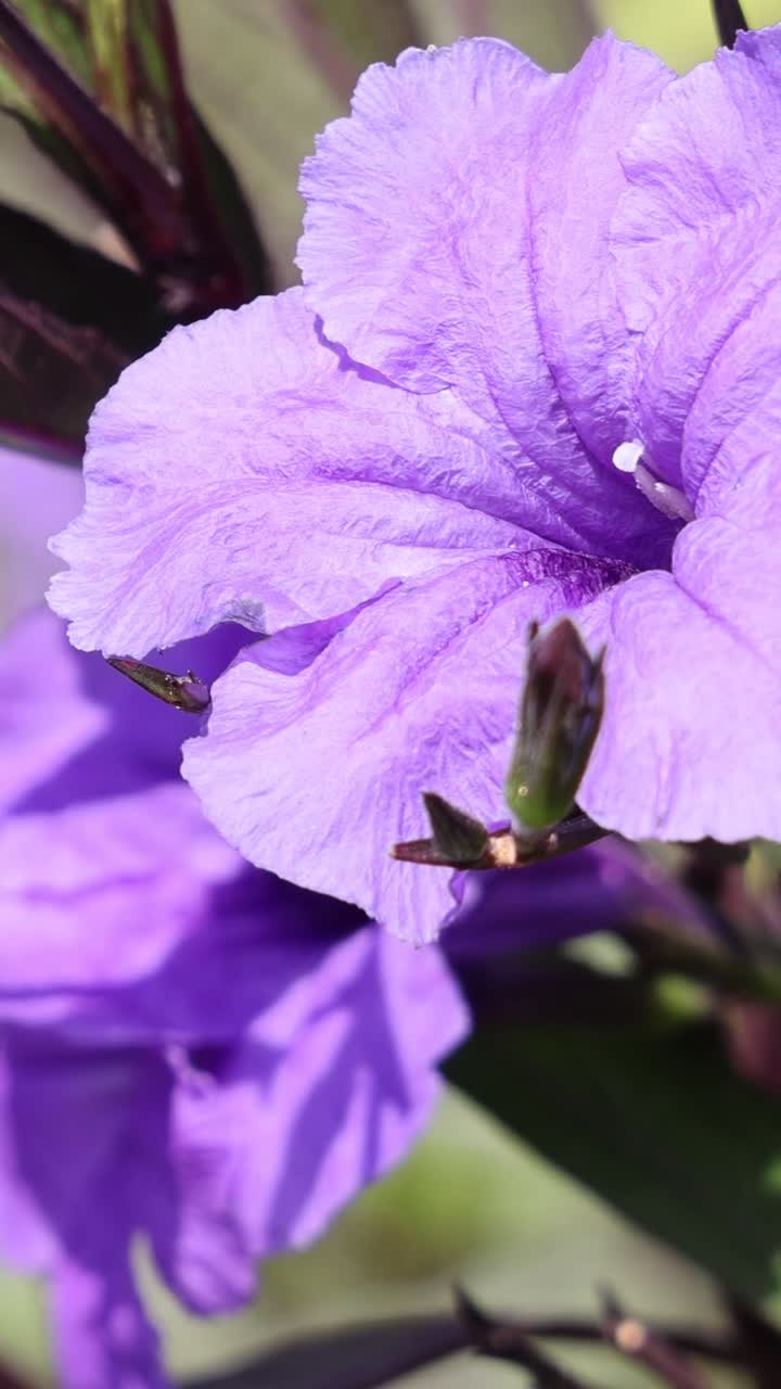 una flor púrpura se balancea sutilmente en el viento.