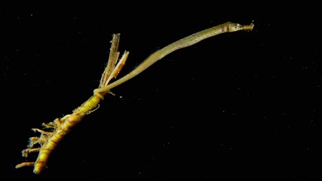 A-juvenile-pipefish---60fps