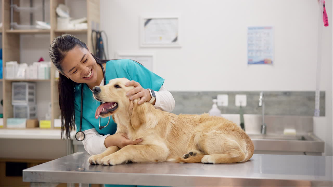 Woman, vet and happy dog on table