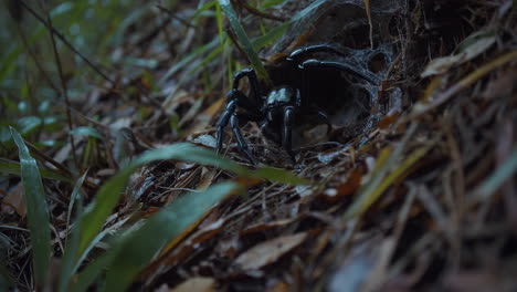 black spider in forest undergrowth