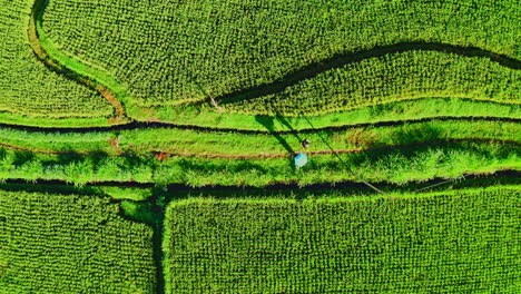 Two-people-strolling-on-green-path-in-rice-plantation-fields,-Ubud