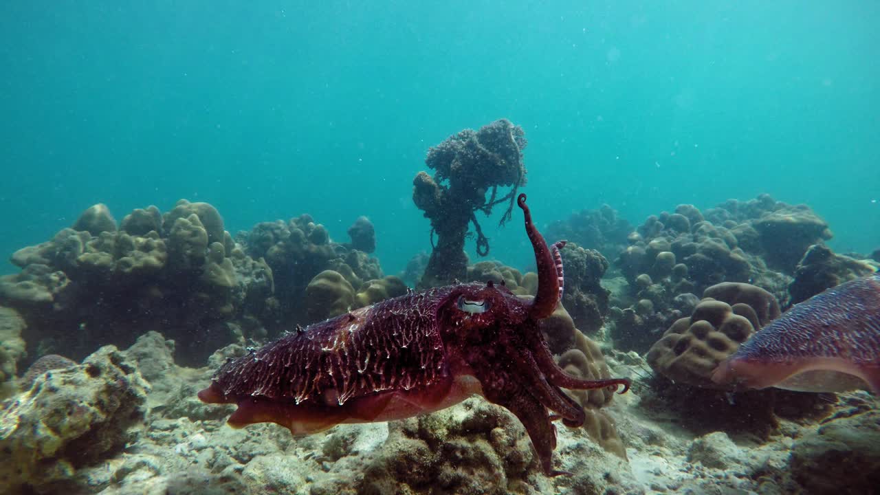 sepias flotando bajo el agua azul clara del mar en tailandia cerca del hermoso arrecife de coral - tiro medio