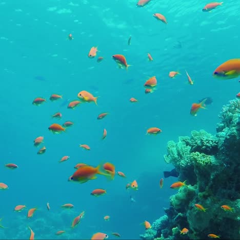 Wild-Underwater-World-With-Corals-And-Colorful-Exotic-Fish