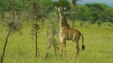 la jirafa joven mira a la cámara y mueve la cola en el salvaje parque nacional del serengeti