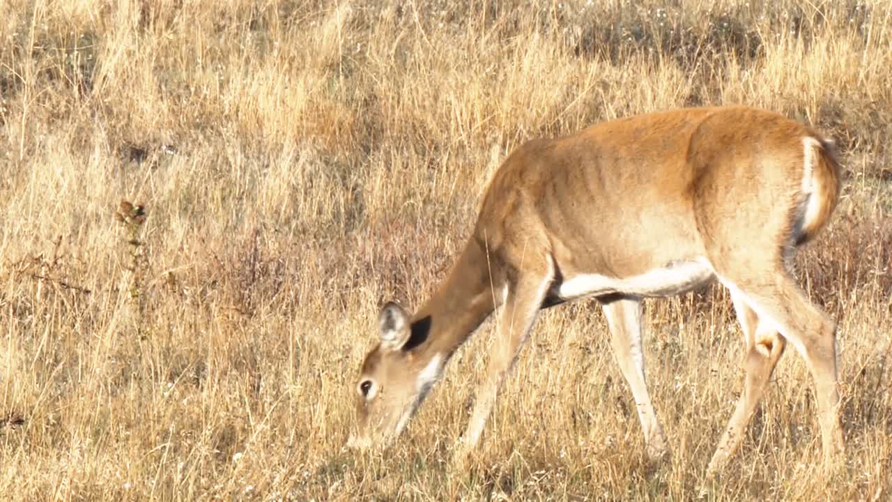 un ciervo pastando y un ciervo pasa por debajo de una valla en un campo de bisontes
