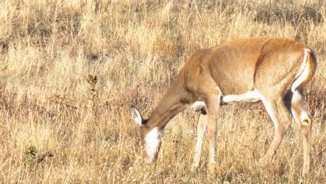 un ciervo pastando y un ciervo pasa por debajo de una valla en un campo de bisontes