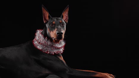 doberman dog with christmas tinsel collar