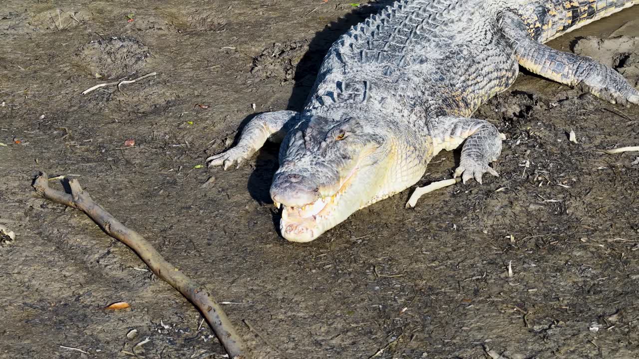 A saltwater crocodile lies on a sunlit riverbank in Port Douglas, showcasing its textured scales and powerful presence