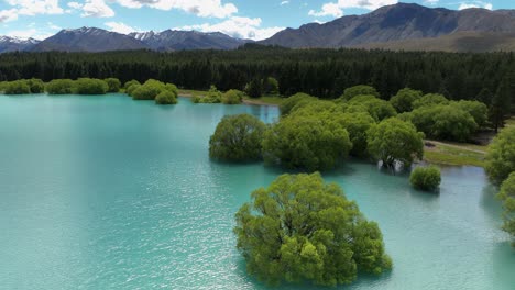 pines beach at lake tekapo turquoise glacial silt water in new zealand