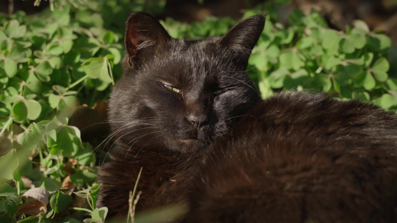 Gatto nero assonnato tra i cespugli 5