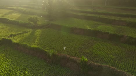 Un-Pequeño-Pájaro-Blanco-Vuela-En-El-Verde-Campo-De-Arroz-Tropical-Durante-El-Amanecer.