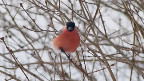 eurasian bullfinch in winter near bird feeder eating sunflower seeds with other birds