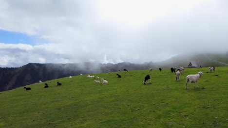 Un-Rebaño-De-Ovejas-Blancas-Y-Negras-En-Las-Montañas-Nubladas-De-Austria