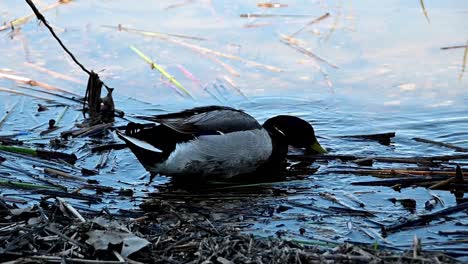 single mallard duck near the shore of a lake