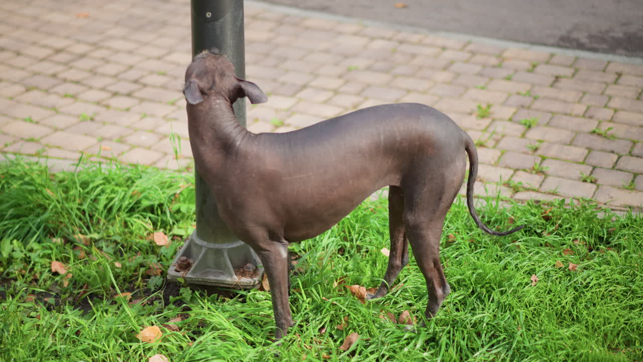 Canine Investigates Nearby Grassy Area, Dog Thoroughly Explores Surrounding Grassy Recreational Space Nearby, Furry Canine Companion Diligently Inspects Adjacent Lush Green Parkland Environment
