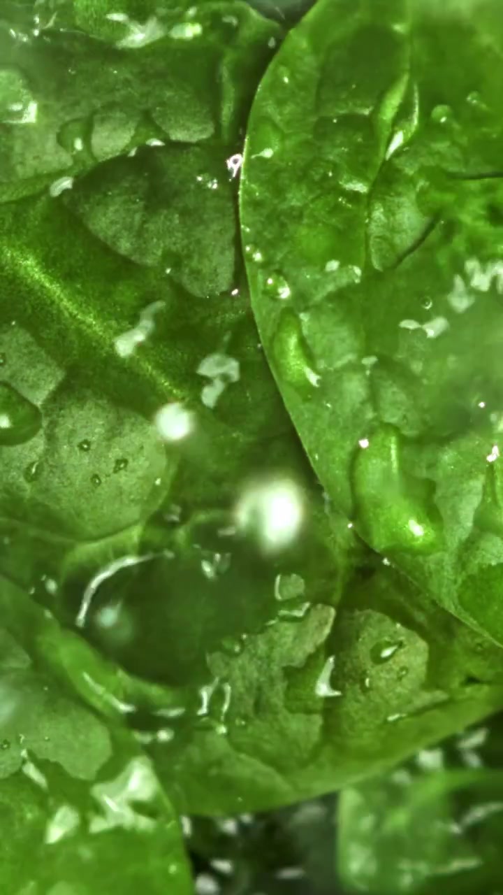 Macro primo piano di foglie verdi fresche con goccioline d'acqua