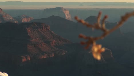 Plano-General-Del-Parque-Nacional-Del-Gran-Cañón-Con-El-Enfoque-Selectivo-En-La-Hoja-Solitaria-Colgando-De-La-Rama-De-Un-árbol