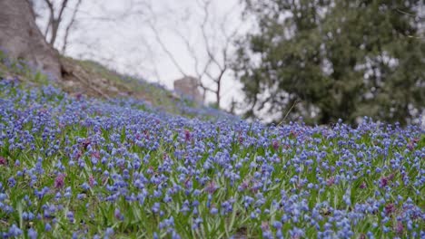 blue hepatica flowers blooming on hill with trees in background