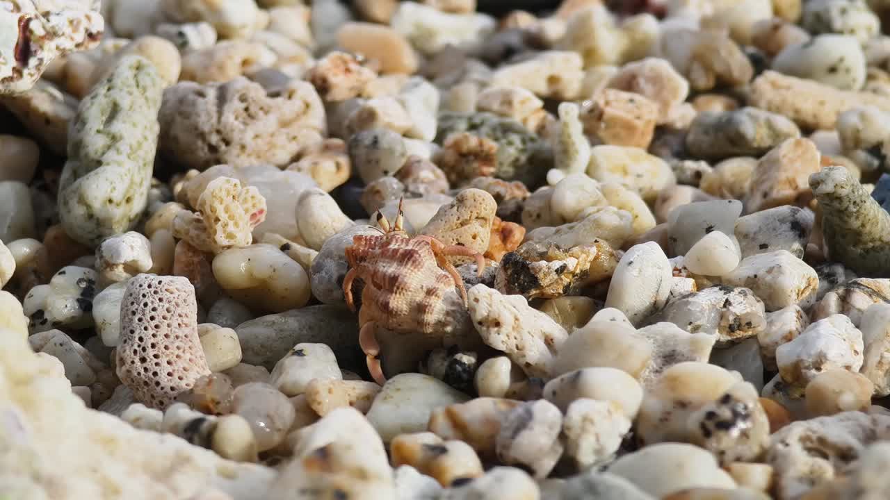 conchas marinas y cangrejo ermitaño en una playa