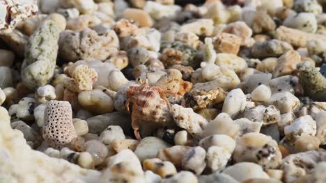 conchas marinas y cangrejo ermitaño en una playa