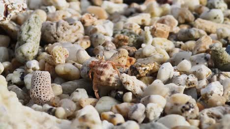 seashells and hermit crab on a beach