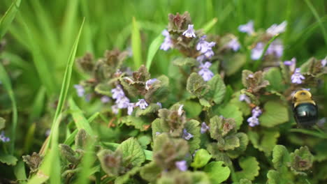 un abejorro vuela cerca de algunas flores antes de salir volando del cuadro