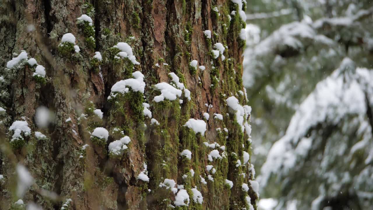 백그라운드에서 큰 이끼 나무와 함께 떨어지는 폭신한 눈의 슬로우 모션 샷